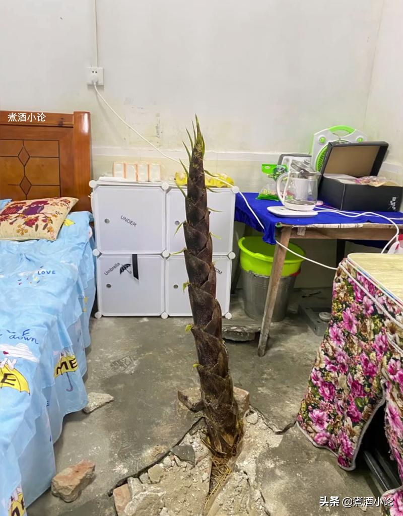 湖南女教师宿舍长出4米高竹笋,湖北女教师宿舍长出竹笋