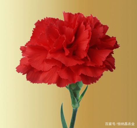 教师节适合送什么花,教师节适合送什么花给老师