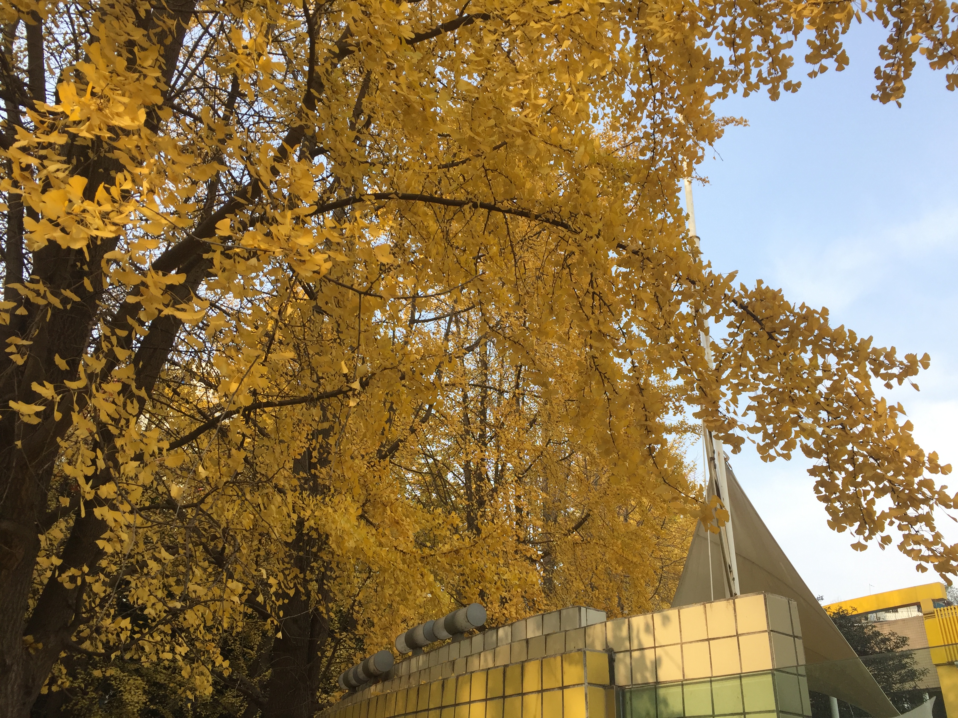 成都的银杏几月份最佳观赏期,成都银杏观赏指南