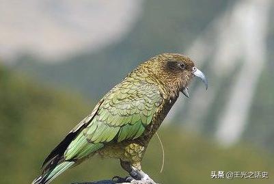 新西兰那么闲为什么是发达国家,新西兰这个国家靠什么发展的经济