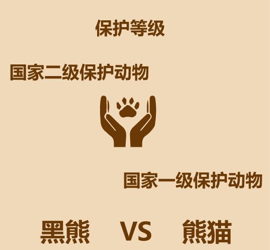 1分钟内黑熊走多远,大熊猫和黑熊谁厉害