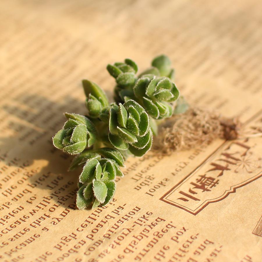 100种常见多肉植物图鉴收藏,1000种多肉植物图鉴及名字