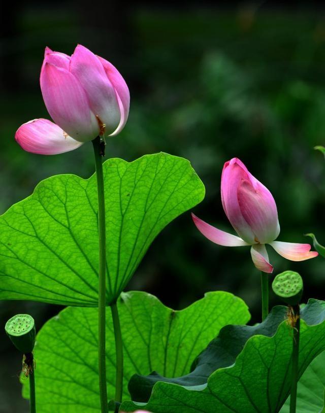 佛语禅心净化心灵的句子精选100句,感悟人生经典佛语句子