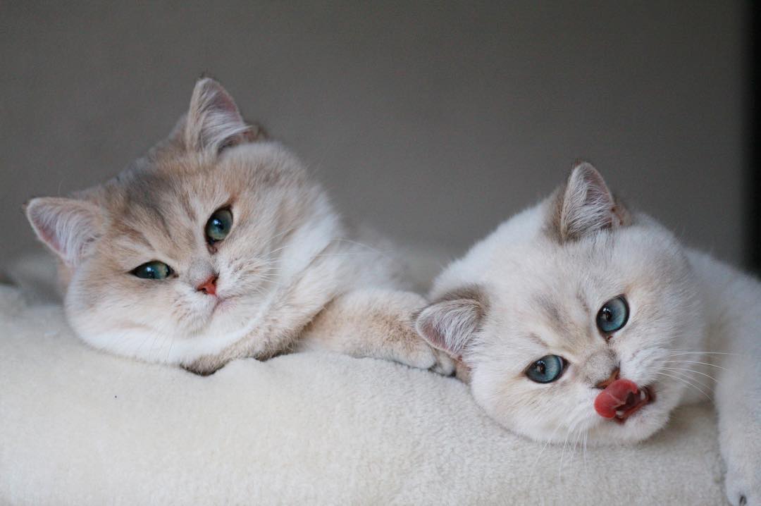 除虫菊酯多少可以使猫中毒,猫咪除虫菊中毒怎么办