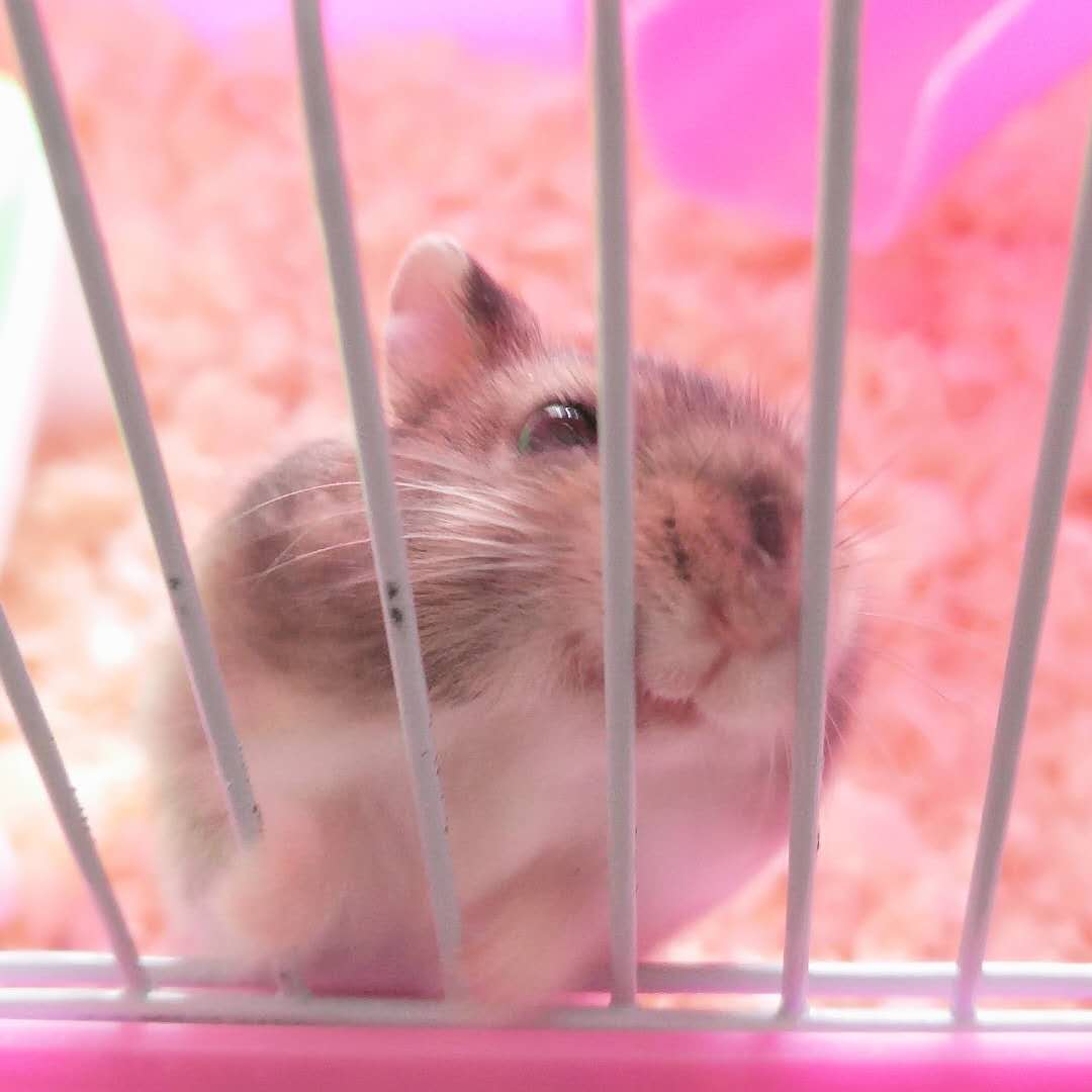 有关仓鼠你不知道的冷知识,给仓鼠乱吃东西仓鼠的异常表现