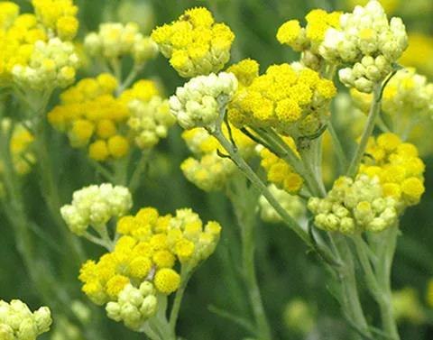 永久花精油成分,正宗玫瑰花精油