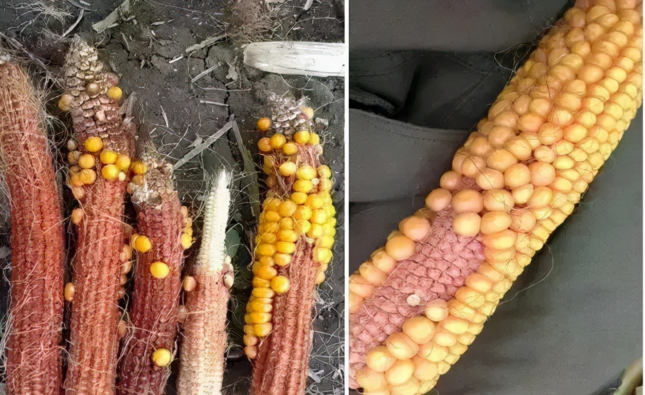 超香甜糯玉米图片,很好吃很糯的玉米