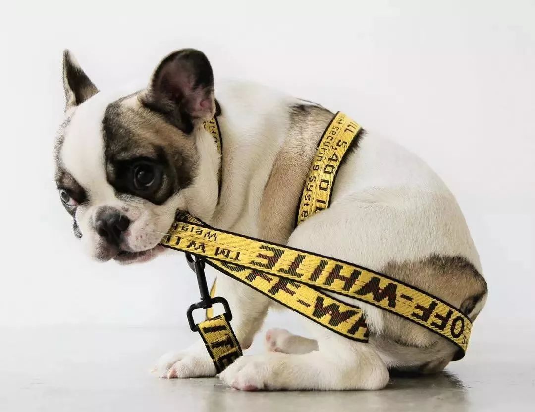 金链子狗潮牌,潮牌boy金链子