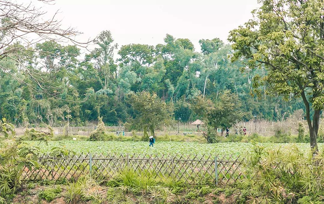观澜到底有多强,观澜为什么消费很低