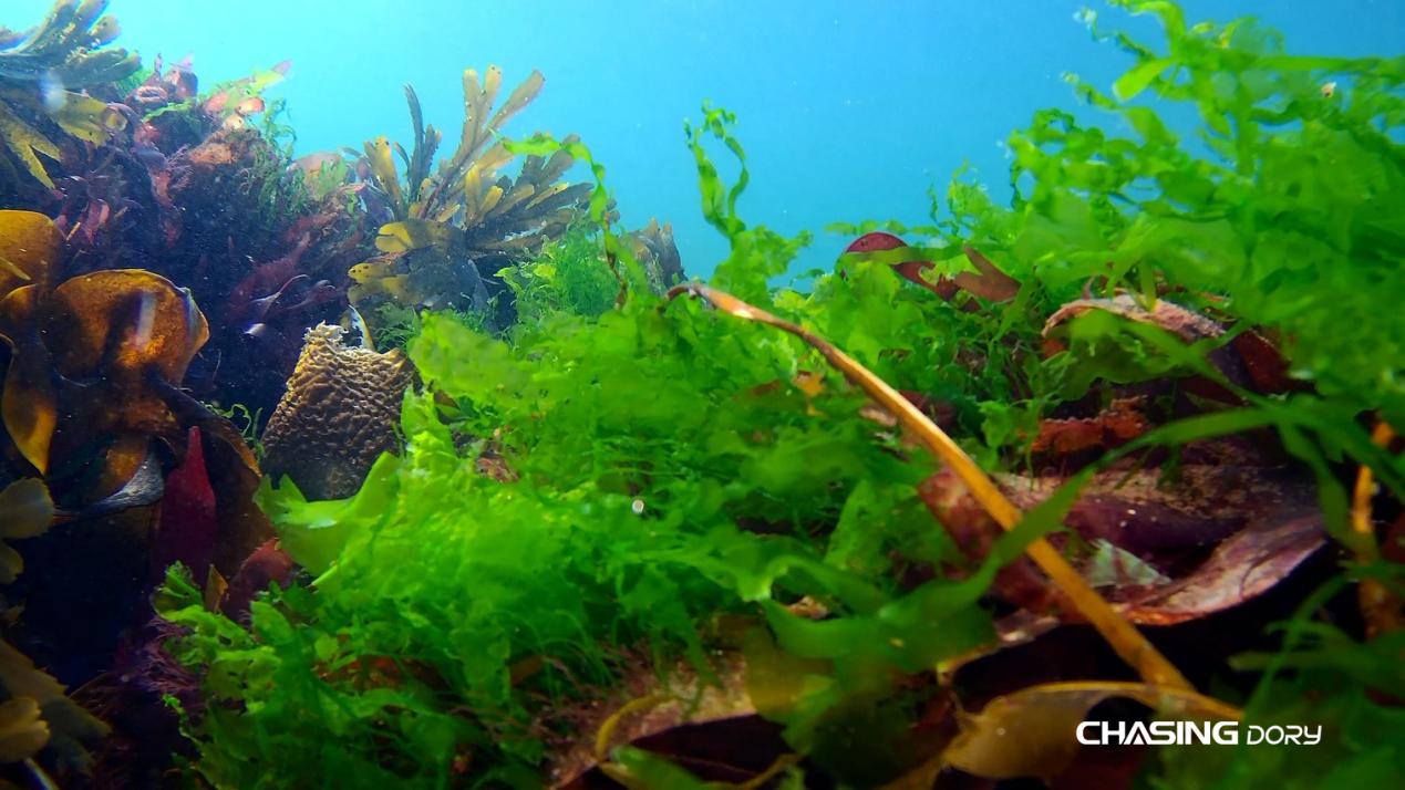 潜行多睿值不值得买,潜行多睿遥控距离