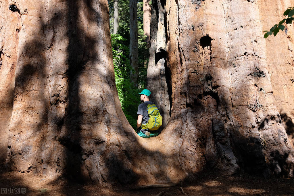 刺猬原则是什么意思,刺猬原则的意思