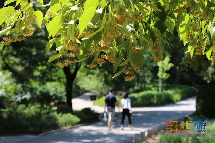 北京旅游网专访香山公园园长齐志坚、研究室主任王柯：“红绿”香山，四季皆景！