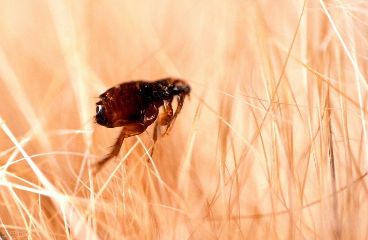 宠物体内体外驱虫品牌推荐,无毛猫体内驱虫药用什么品牌