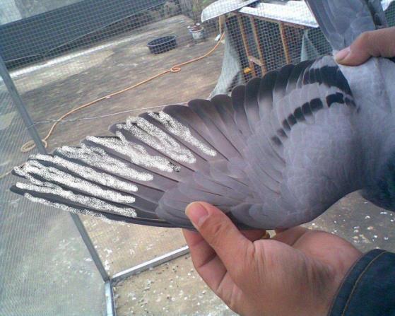 赛鸽换羽最快的方法,赛鸽训放技巧和方法