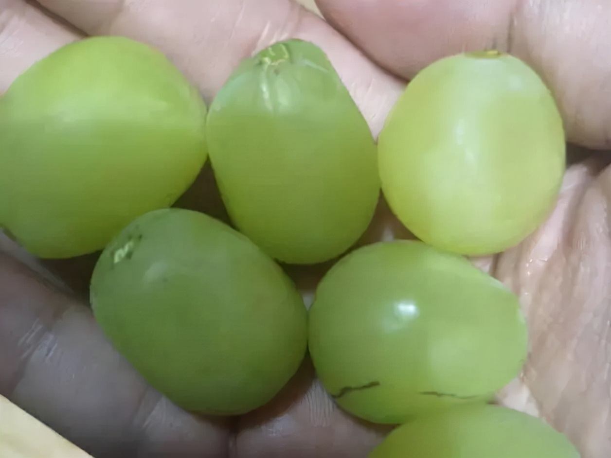 阳光玫瑰葡萄和晴王价格一样吗,日本晴王葡萄和阳光玫瑰的区别