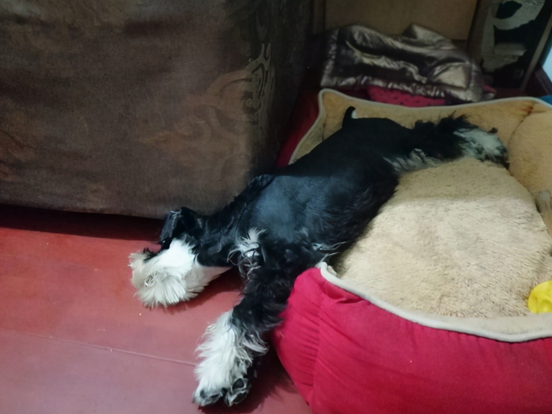 养雪纳瑞的十大忠告,兽医告诫狗狗