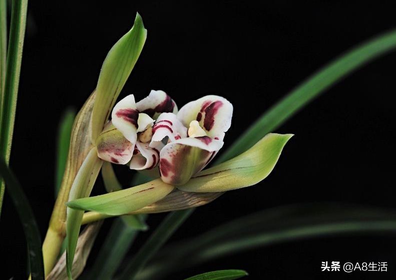 中国兰花名品录,春兰兰花名品大全