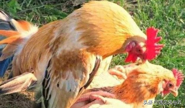公鸡是怎么让母鸡生宝宝的,公鸡是怎么让母鸡怀孕