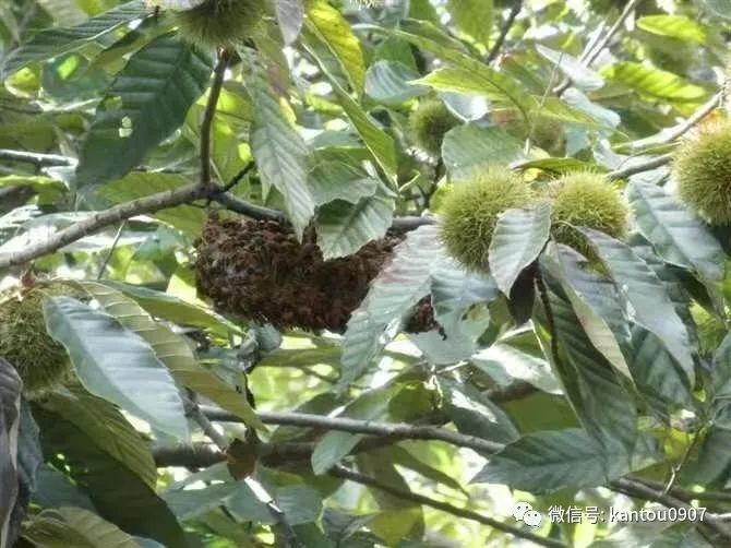 刚收的蜜蜂防逃方法,刚收回来的蜜蜂如何预防飞逃