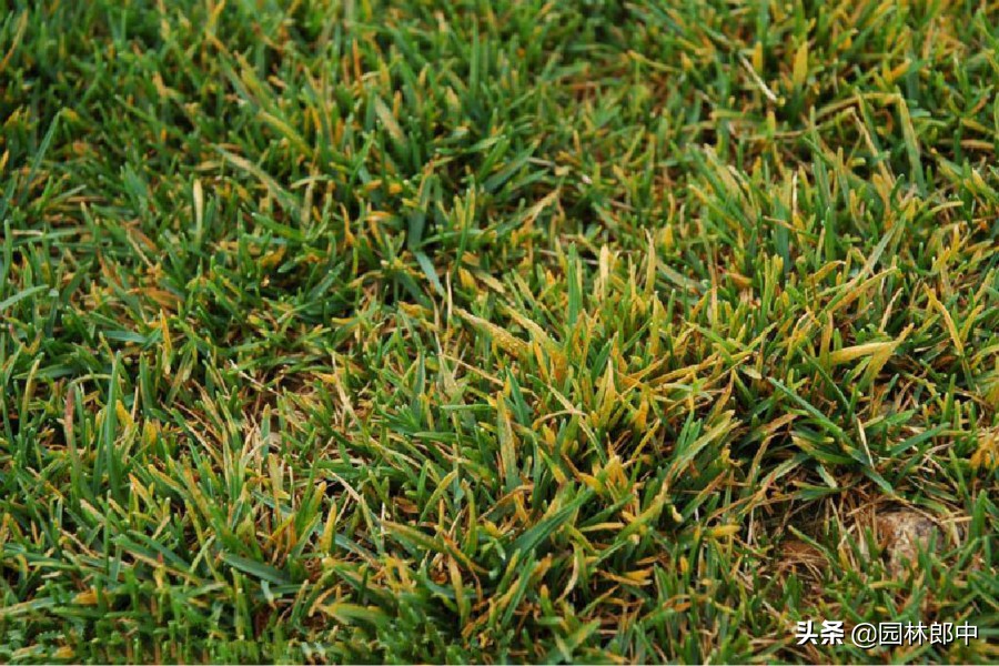 秋季草坪维护,入冬了草坪需要修剪吗