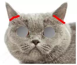 英国短毛猫怎么看品相赚钱,国际爱猫协会发声