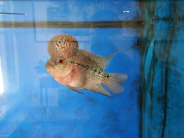 观赏鱼体表受损还能修复吗,观赏鱼体表黏膜会恢复吗