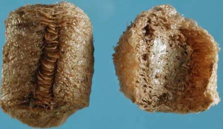 每天一种药----桑螵蛸