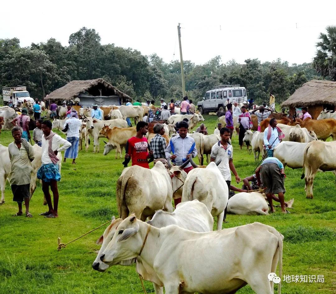 印度不让吃鸡肉吗,印度是不吃牛肉的国家吗