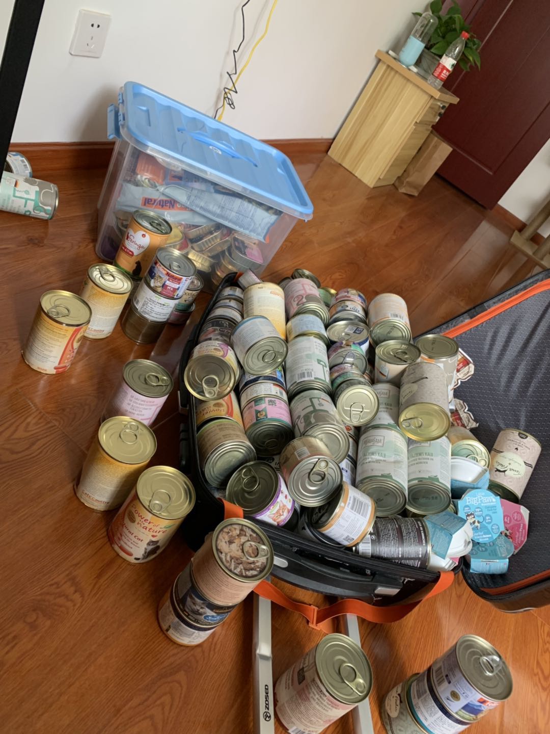 带猫搬家真的有用吗,铲屎官如何应对猫咪的应激反应