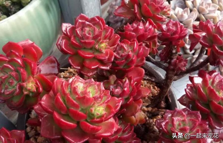 蒂亚怎么养出老桩,老花匠月季养殖方法