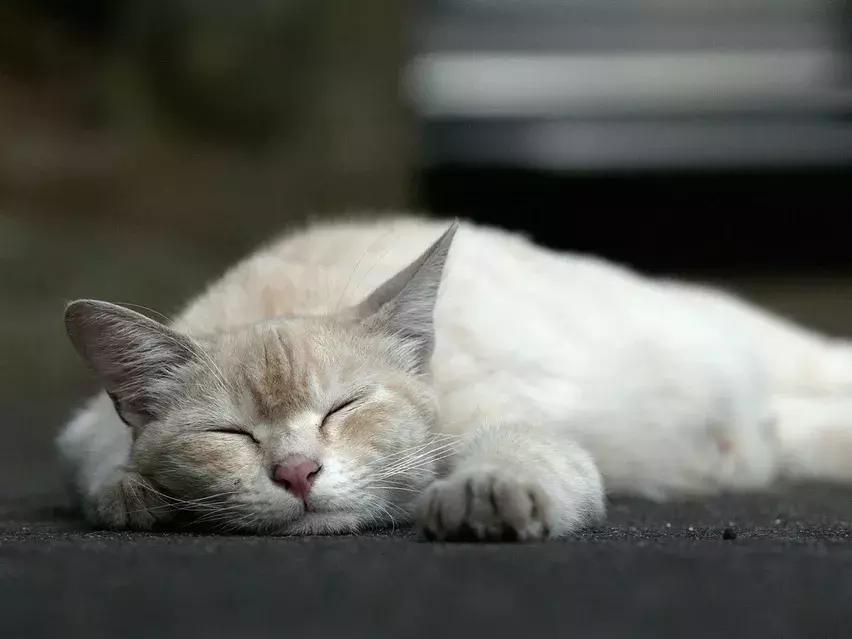 猫猫吃了异物如何处理,猫猫吃了有毒的食物怎么急救