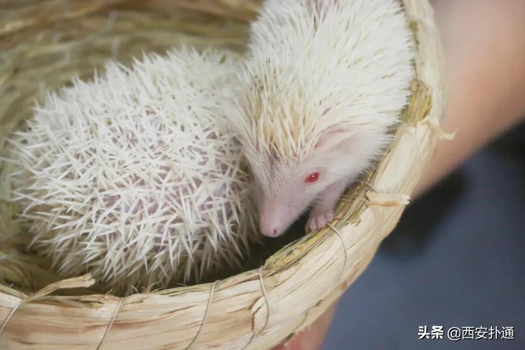 西安撸兔店,西安撸兔体验馆团购