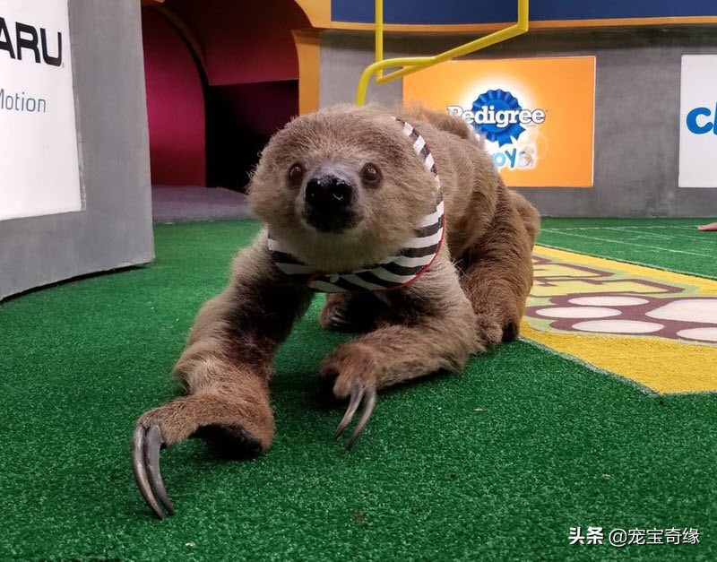 宠物全美大赛,美国奥兰多宠物展冠军