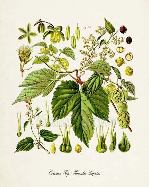 澳洲最好的抗癌药品,澳洲健康饮品真的有用吗