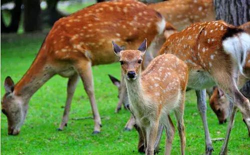 日本奈良的鹿有多厉害,日本奈良梅花鹿