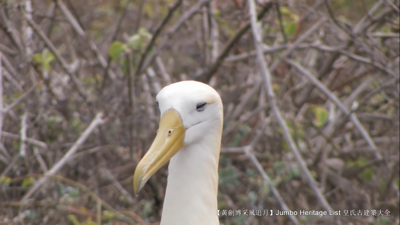 世界上最长寿的象龟多少岁,迄今发现最长寿的龟