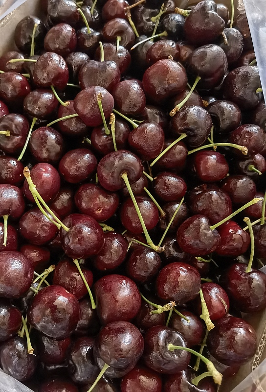 直击：把欧洲水果运进蒙古国超市的中欧班列