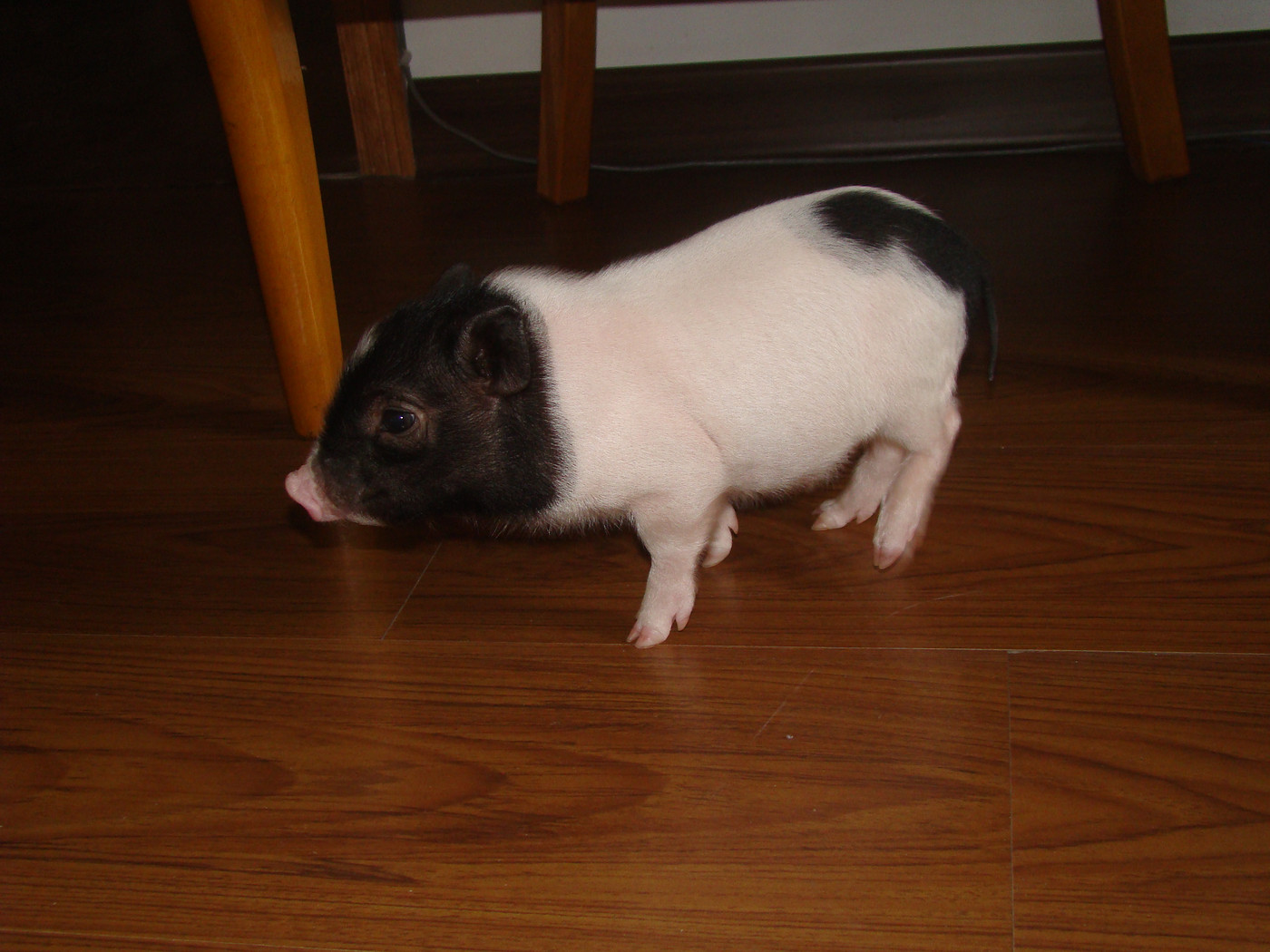 盘点最适合懒人养的小宠物排行榜,最适合家里养的小宠物干净好养