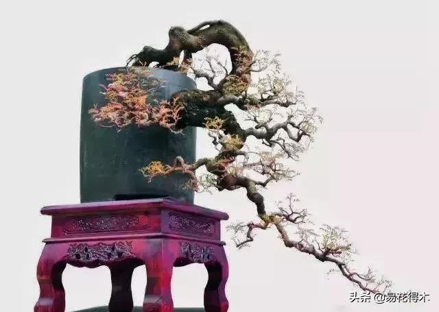 清香木盆景黄叶掉叶是什么原因,清香木黄叶掉叶如何处理