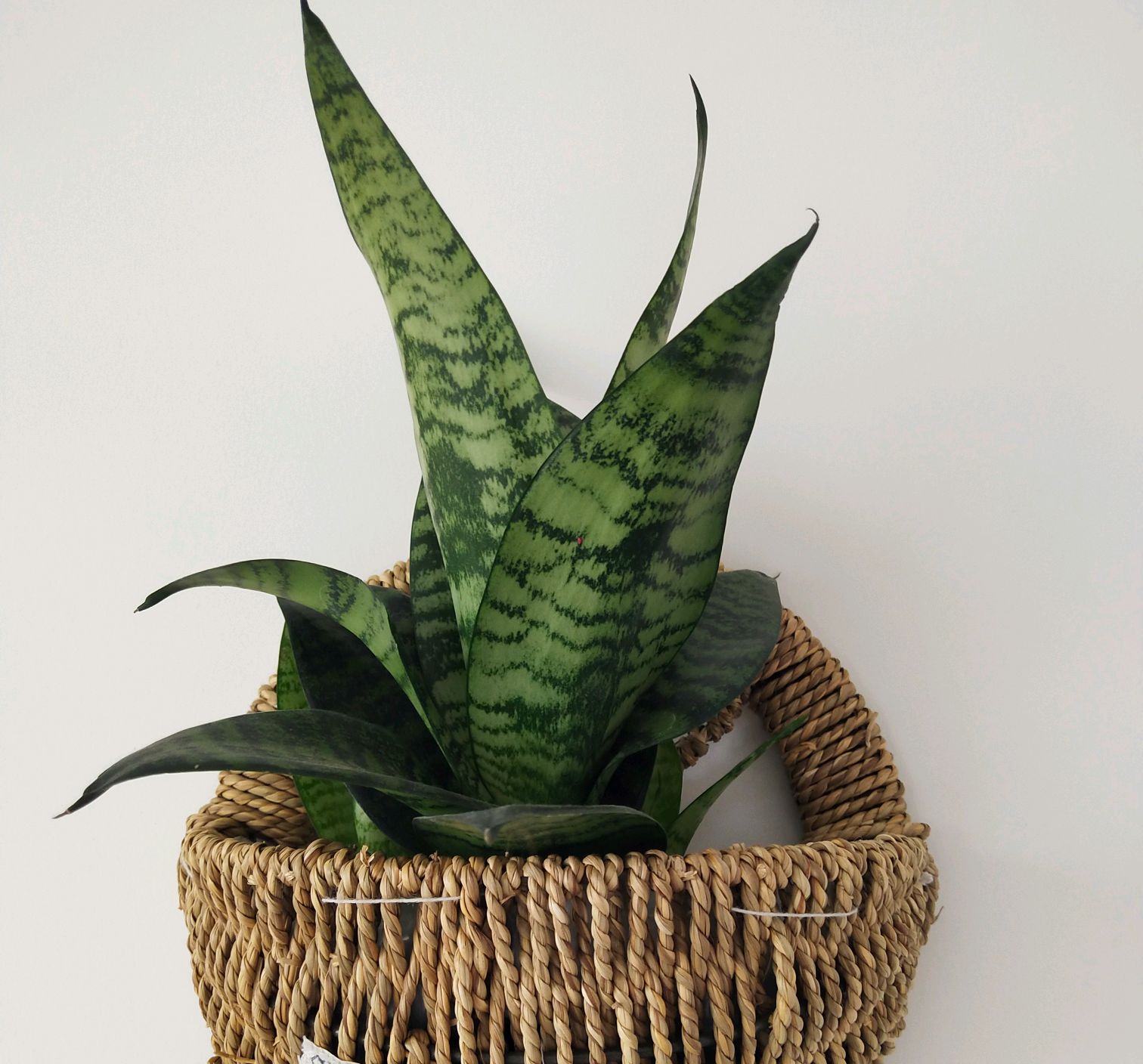 虎皮兰冬季叶子发软怎么回事,虎皮兰冬天叶子变软怎么办