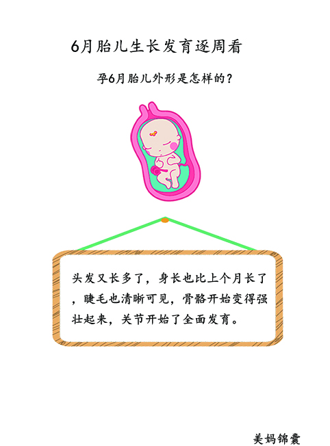 胎儿21周至23周的变化,胎儿21天的样子