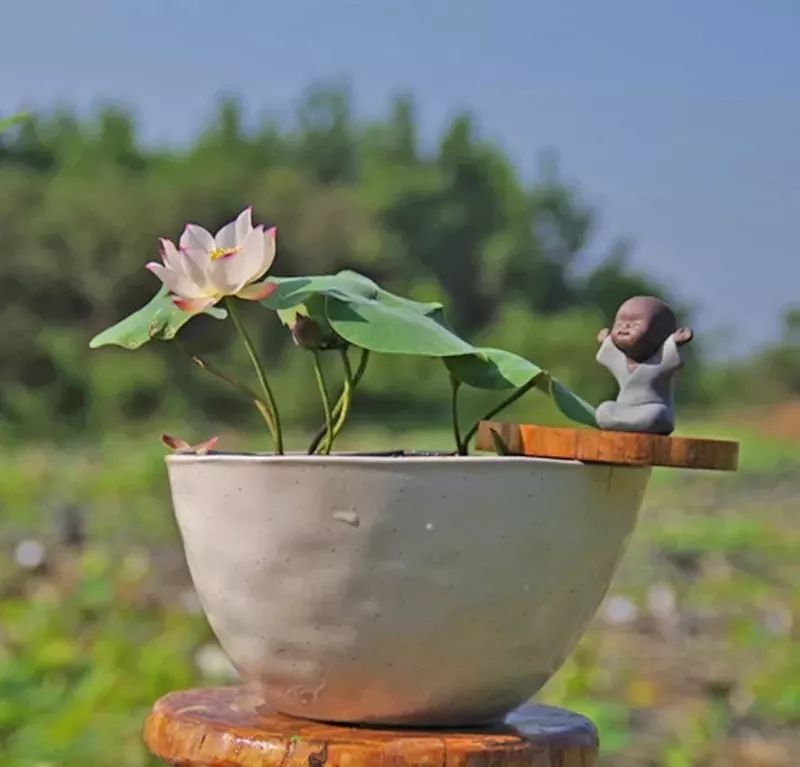 最受欢迎的3种花,这3种花真的很难养