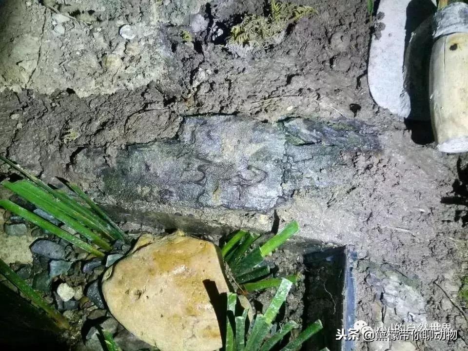 丛林造景黄缘龟池设计图大全,龟宝宝黄缘龟生态缸造景教程