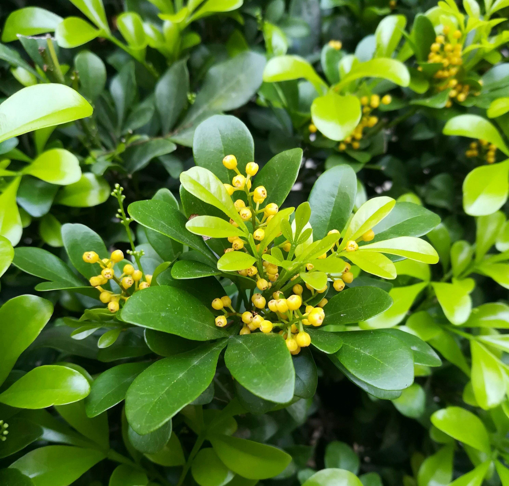 适合家里养的32种花净化空气,家里必养4种花特别漂亮