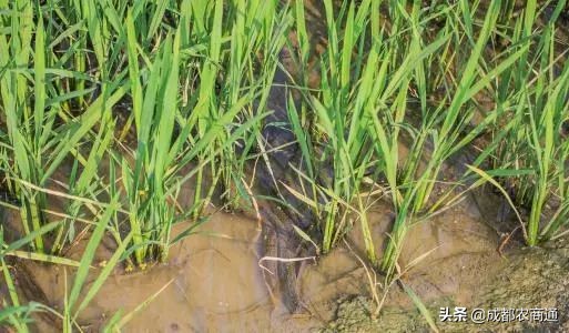 泥鳅养殖前景和价格,泥鳅养殖的价格是多少