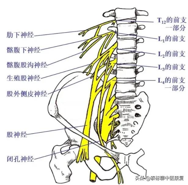 膝关节增生疼痛偏方,四神煎治膝关节疼痛