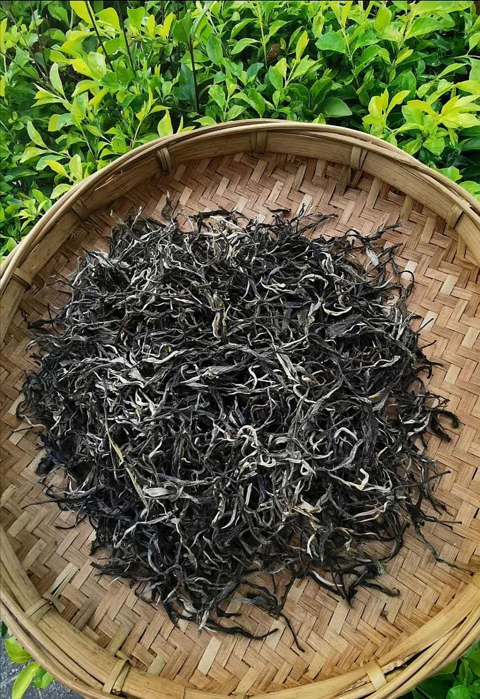 2019昔归头春古树茶价格,曼岗古树茶和昔归古树茶区别