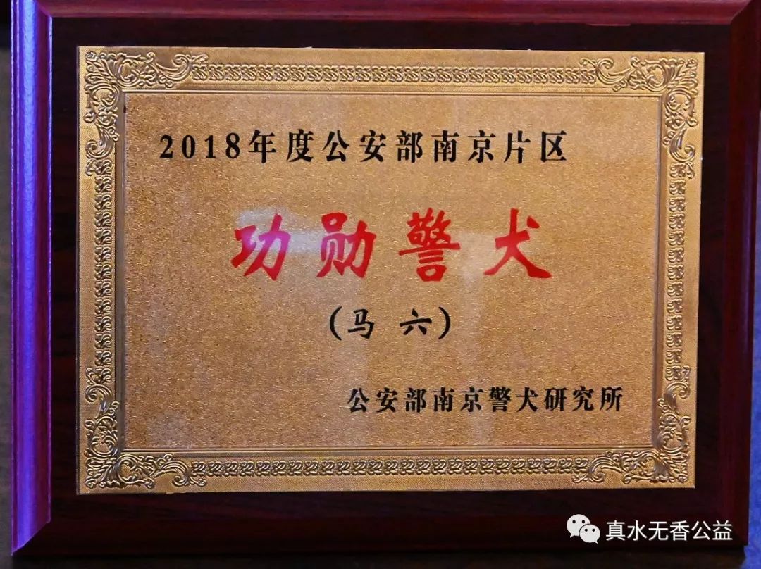 我是一条警犬，我的名字叫马六