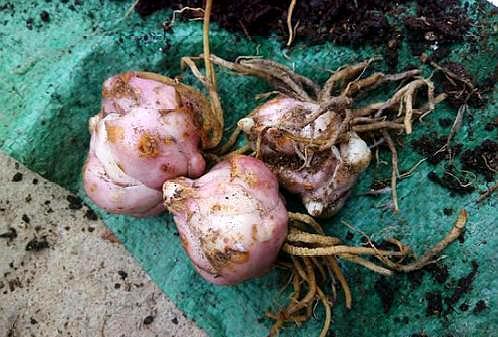 盆栽百合需要怎么施肥,百合花种球发芽后怎么施肥