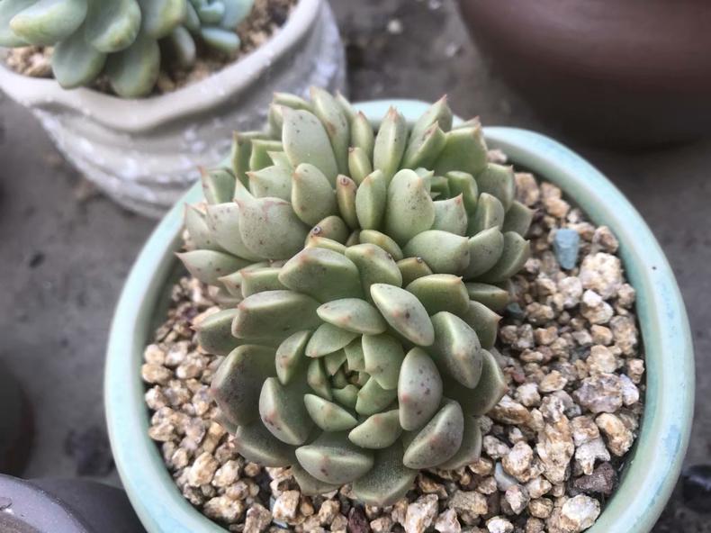 多肉植物长斑,多肉植物长斑是怎么回事